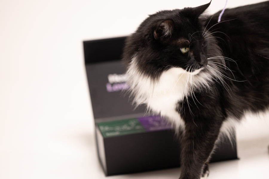Mouth & Dental Health · Feline