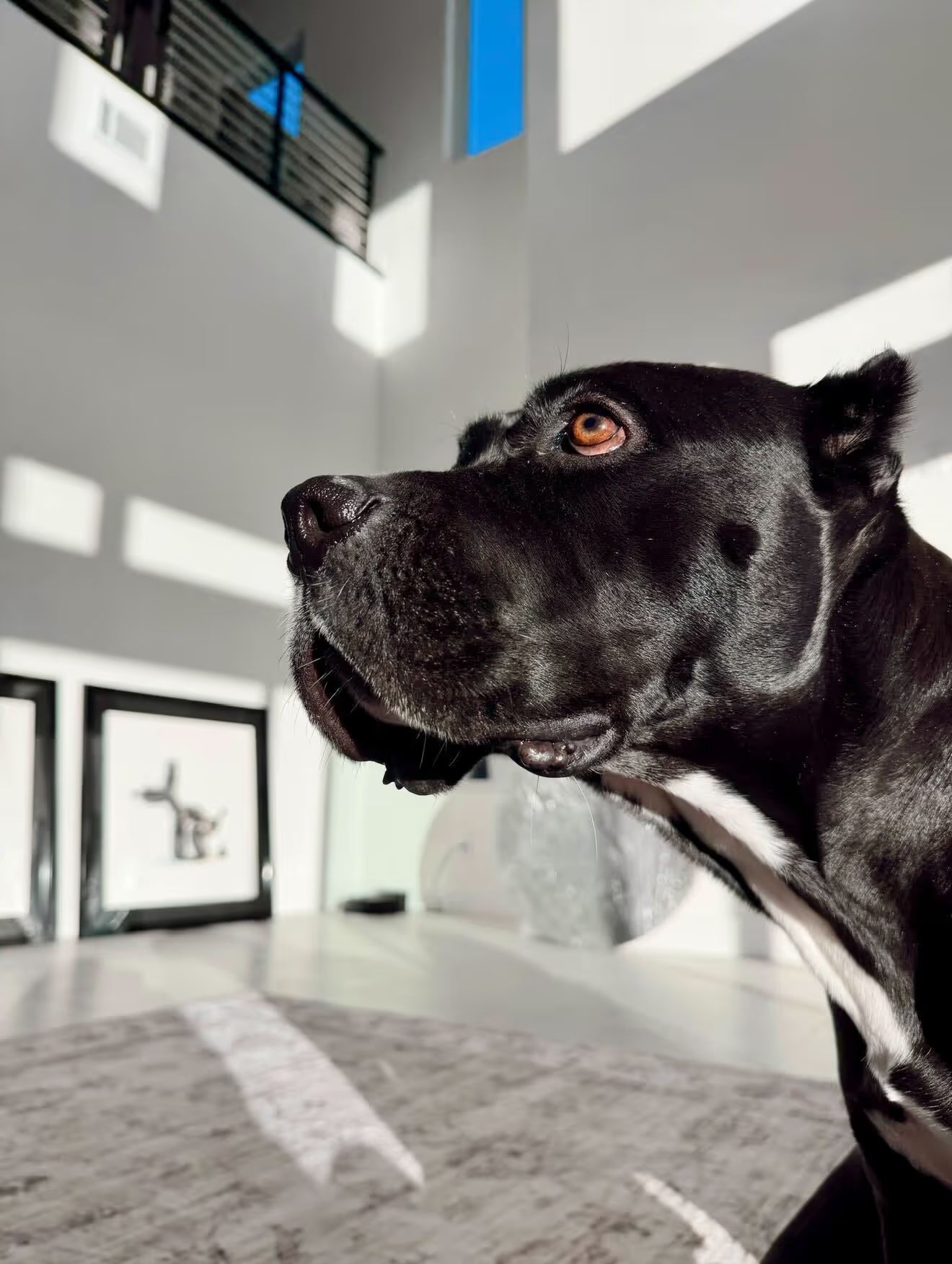 Petwealth