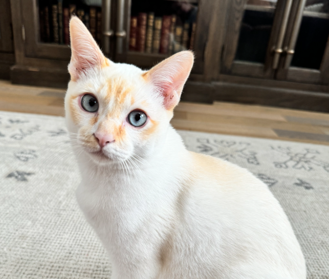 Petwealth