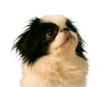 Mochi