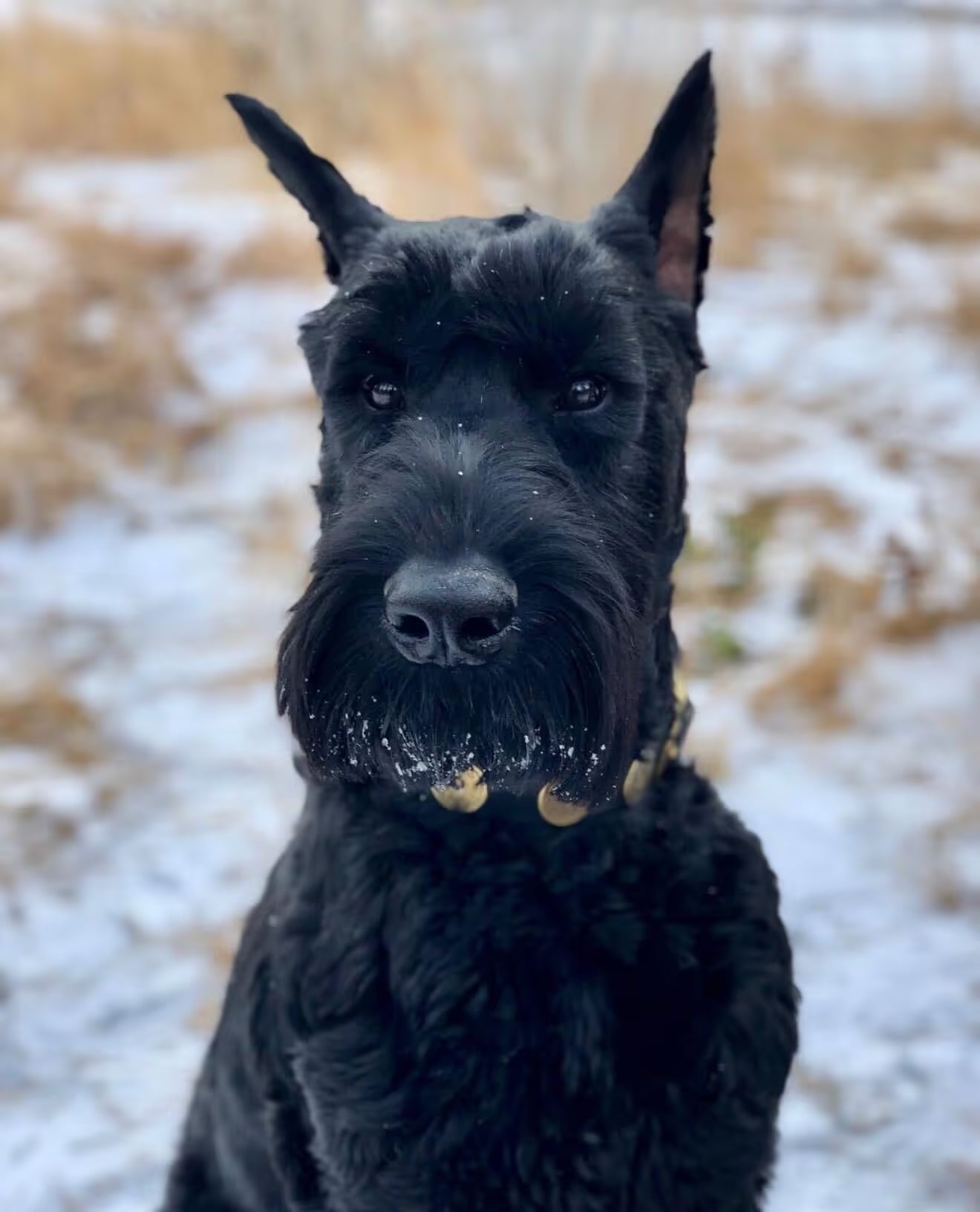 Petwealth