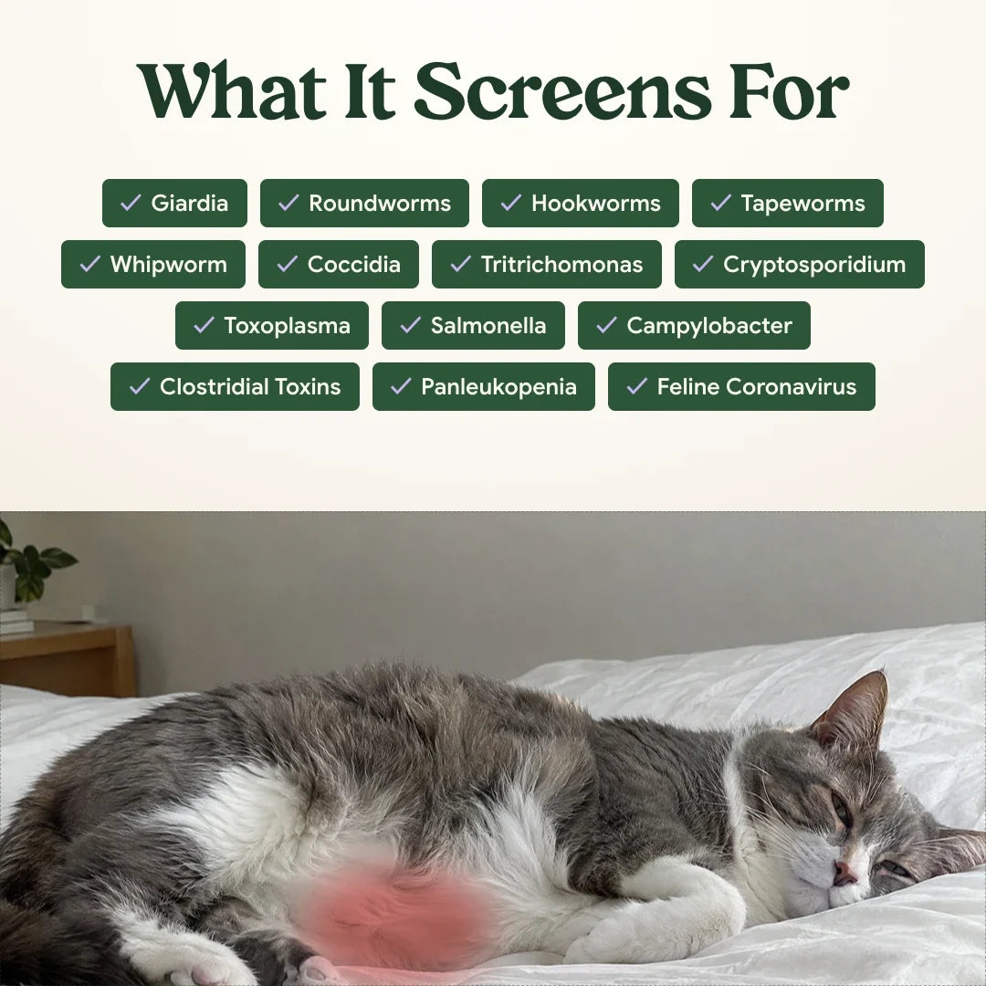 What the feline fecal panel screens for